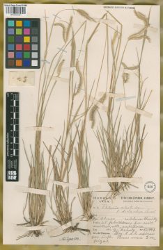 Ejemplar Chloris parodiana Roseng. & Izag.
