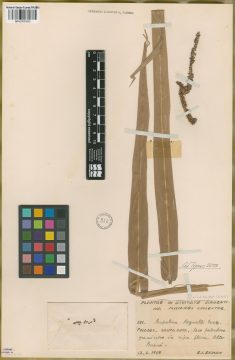 Ejemplar Paspalum regnelli Mez