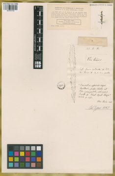 Ejemplar Poa tenax Kunth