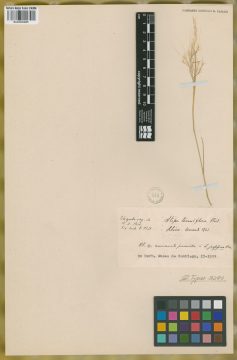 Ejemplar Stipa tenuiflora Phil.