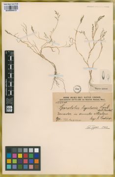 Ejemplar Sporobolus ligularis Hack.