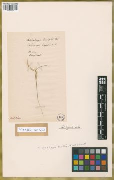 Ejemplar Calamagrostis tenuifolia Kunth