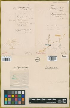Ejemplar Agrostis umbellata Colla