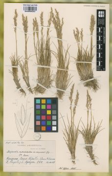 Ejemplar Deyeuxia erythrostachya E. Desv. var. neuquenensis Rúgolo