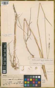Ejemplar Hordeum parodii Covas var. araucanum Parodi ex Nicora
