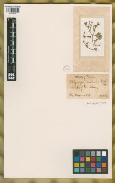Ejemplar Polycarpa australe Britton