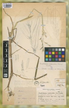 Ejemplar Amphibromus scabrivalvis (Trin.) Swallen var. indigestus Nicora