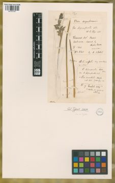 Ejemplar Poa depauperata Kunth