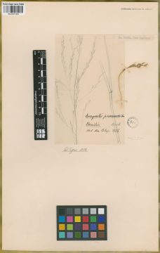Ejemplar Eragrostis psammodes Trin.