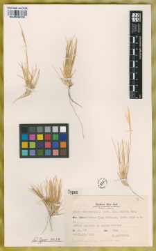 Ejemplar Stipa chrysophylla E. Desv. fo. minuta F.A. Roig