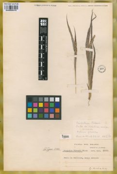 Ejemplar Paspalum piresii G. A. Black