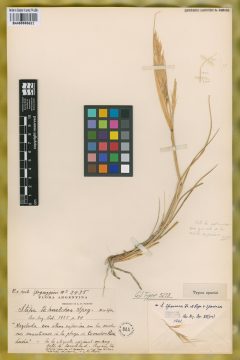 Ejemplar Stipa tehuelches Speg.