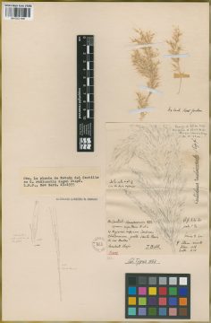 Ejemplar Cortaderia rudiuscula Stapf