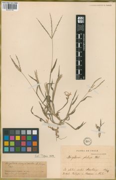 Ejemplar Digitaria plebeia Phil.
