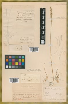 Ejemplar Trisetum lasiolepis E. Desv.