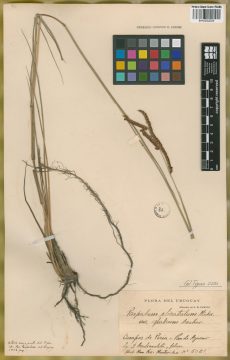 Ejemplar Paspalum plicatulum  Michx. var. glabrum  Arechav.
