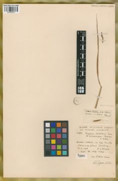 Ejemplar Paspalum falcatum Nees ex Steud. subsp. microcarpum Ekman