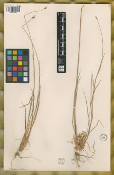 Ejemplar Hordeum parodii Covas var. araucanum Parodi ex Nicora
