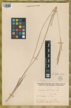 Ejemplar Paspalum proximum Mez