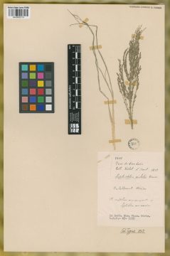 Ejemplar Leptochloa virletii E. Fourn