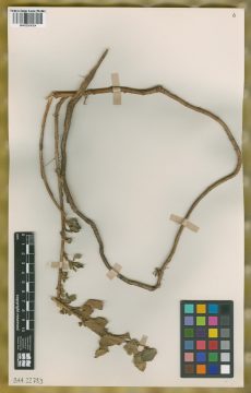 Ejemplar Grindelia orientalis Adr. Bartoli, Tortosa & G.H. Rua