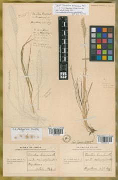Ejemplar Trisetum hirsutum Phil.