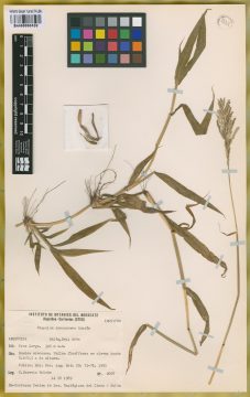 Ejemplar Paspalum procurrens Quarin