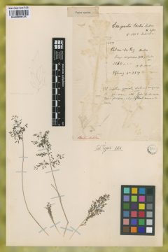 Ejemplar Eragrostis tristis Jedwabn.