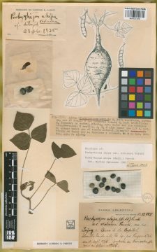 Ejemplar Pachyrhizus ahipa (Wedd.) Parodi var. violacea Parodi