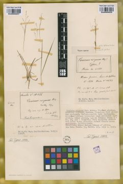 Ejemplar Panicum exiguum Mez