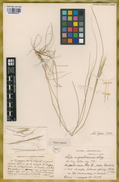 Ejemplar Stipa argentinensis Speg.