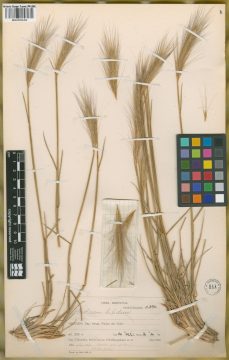 Ejemplar Hordeum comosum J. Presl var. bifidum Parodi ex Nicora