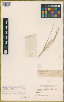 Ejemplar Agrostis laxiflora (Michx.) Richardson var. aristata Griseb.