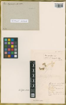 Ejemplar Poa depauperata Kunth
