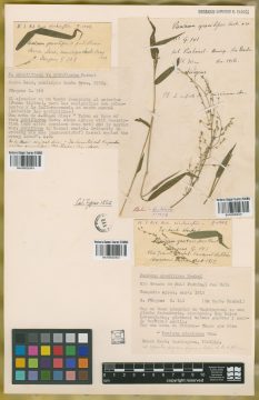 Ejemplar Panicum gracilipes Hack.