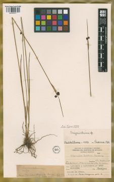 Ejemplar Sisyrinchium luridum Ravenna
