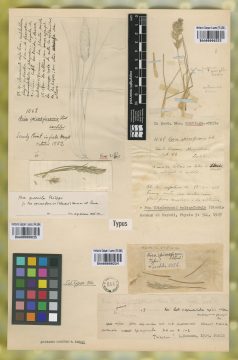 Ejemplar Aira spicaeformis Steud.