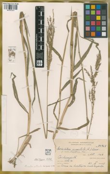 Ejemplar Eriochloa punctata (L.) Desv. ex Ham. fo. intermedia Parodi
