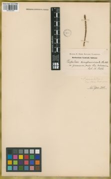 Ejemplar Paspalum compressicaule Raddi