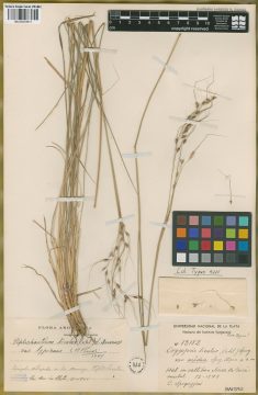 Ejemplar Oryzopsis bicolor (Vahl) Speg. var. media Speg.
