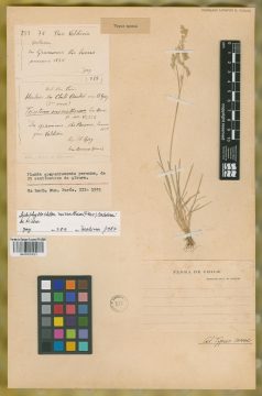 Ejemplar Trisetum micratherum E. Desv.