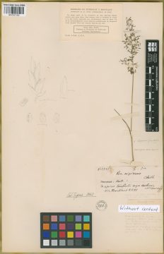 Ejemplar Poa nigricans Kunth