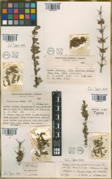 Ejemplar Discaria nitida Tortosa