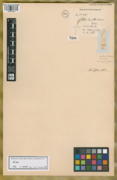 Ejemplar Stipa carettei Hauman