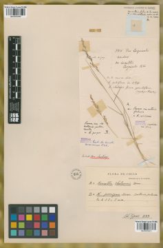 Ejemplar Nassella chilensis (Trin.) E. Desv.
