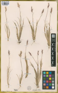 Ejemplar Rytidosperma picta (Nees & Meyen) Nicora var. bimucronata Nicora