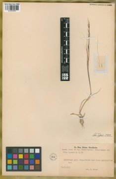 Ejemplar Stipa arcuata R.E. Fr.