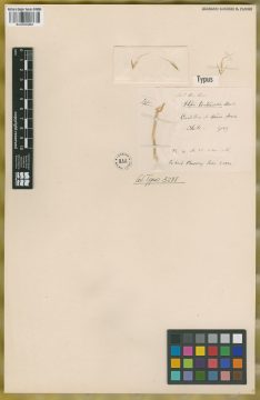 Ejemplar Stipa tortuosa E. Desv.