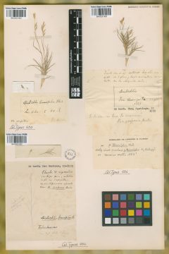 Ejemplar Distichlis tenuifolia Phil.