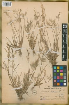 Ejemplar Bromus tectorum L.